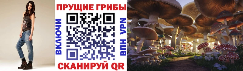 Псилоцибиновые грибы Psilocybe  купить наркотики сайты  это состав  Курганинск 